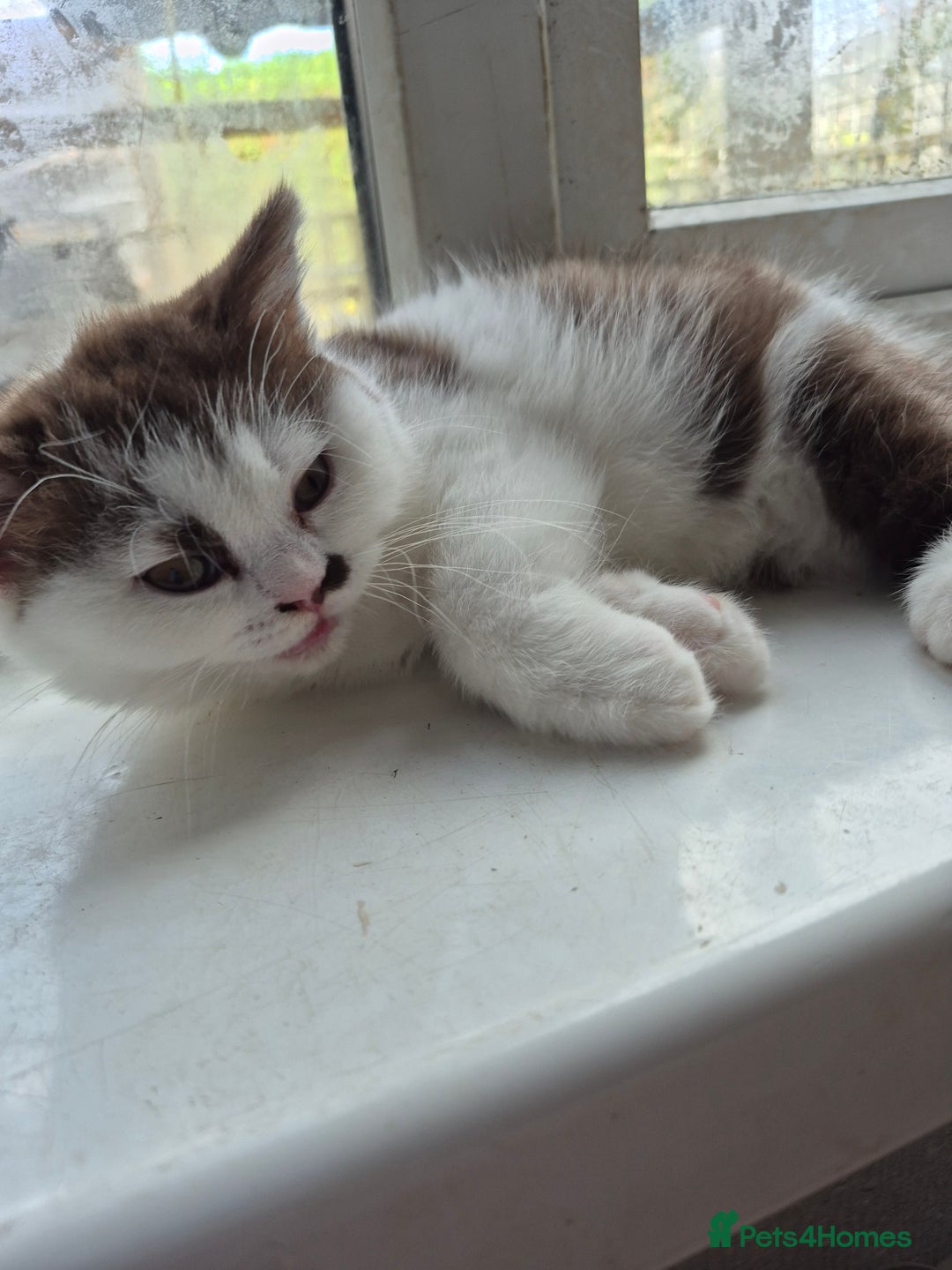British Shorthair cats for sale: British shorthair - Image 3