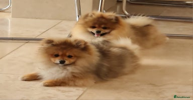 Pomeranian dogs in Basildon - Advert 8
