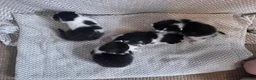 Mixed Breed cats for sale: 4x kittens  - Advert 3
