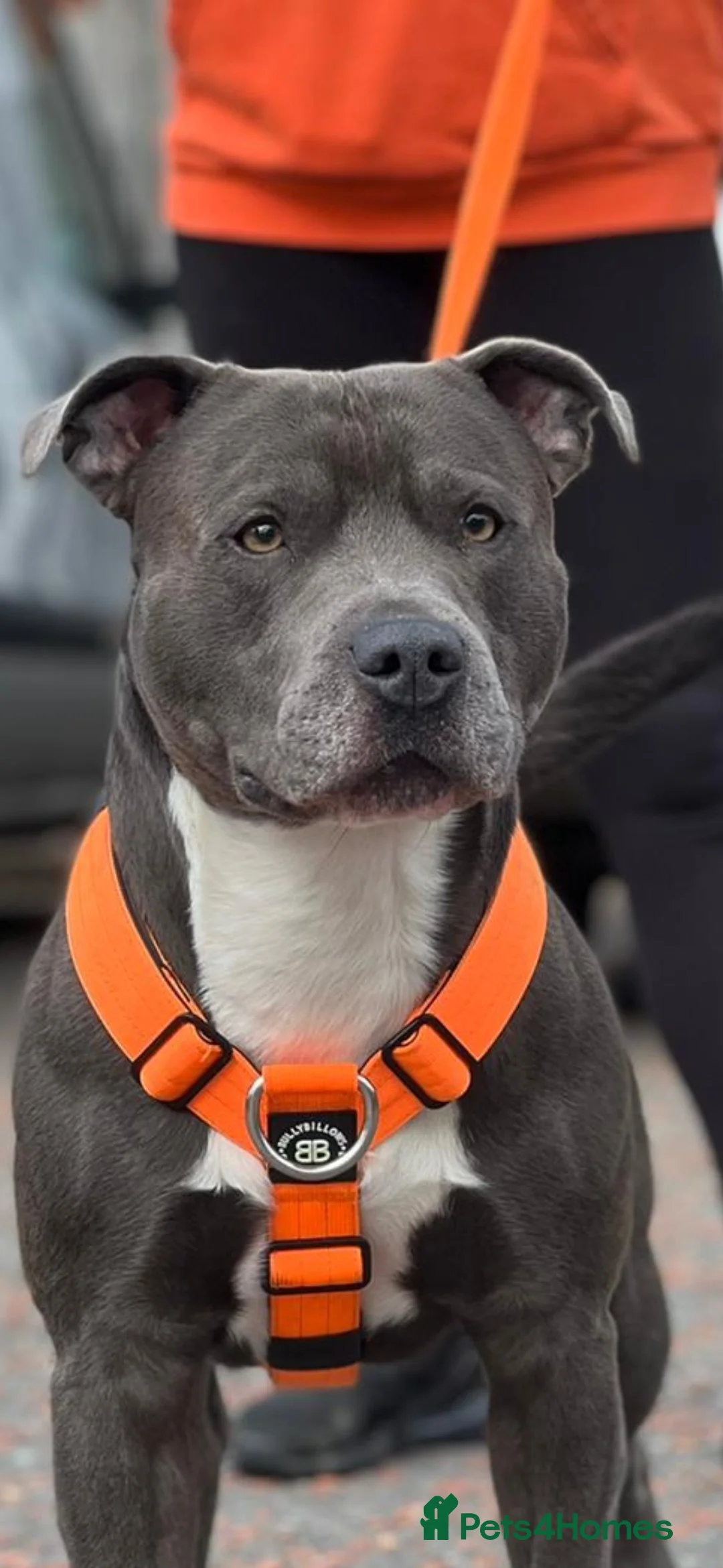 Staffordshire Bull Terrier dogs for stud: 💙 EXPERIENCED 50+ BLUE STUD in Erith - Advert 2