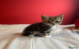 Domestic Shorthair cats for sale: 4 tabby kittens and 1 tuxedo kitten for sale! - Image 4