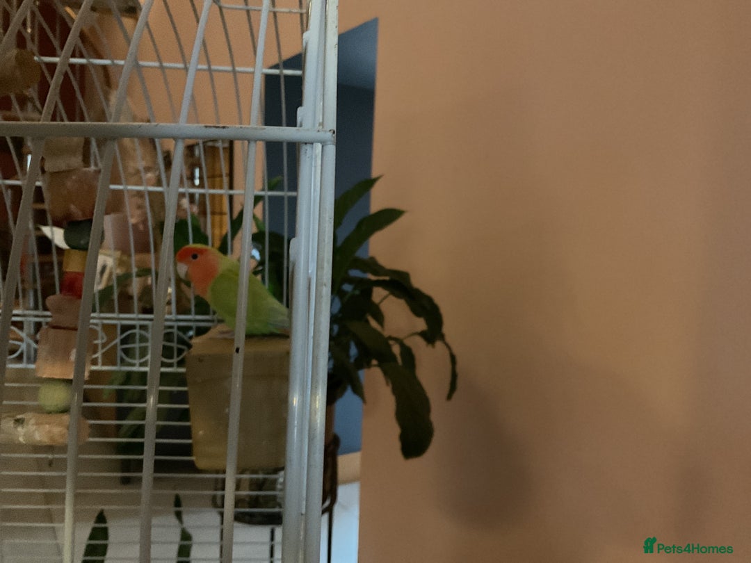 Lovebirds birds for sale: Love birds  - Advert 7