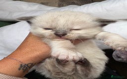 Maine Coon cats for sale: 5 beautiful maincoone litter  - Image 3