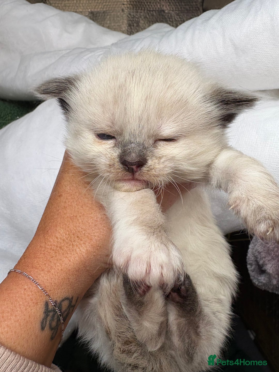 Maine Coon cats for sale: 5 beautiful maincoone litter  - Image 3