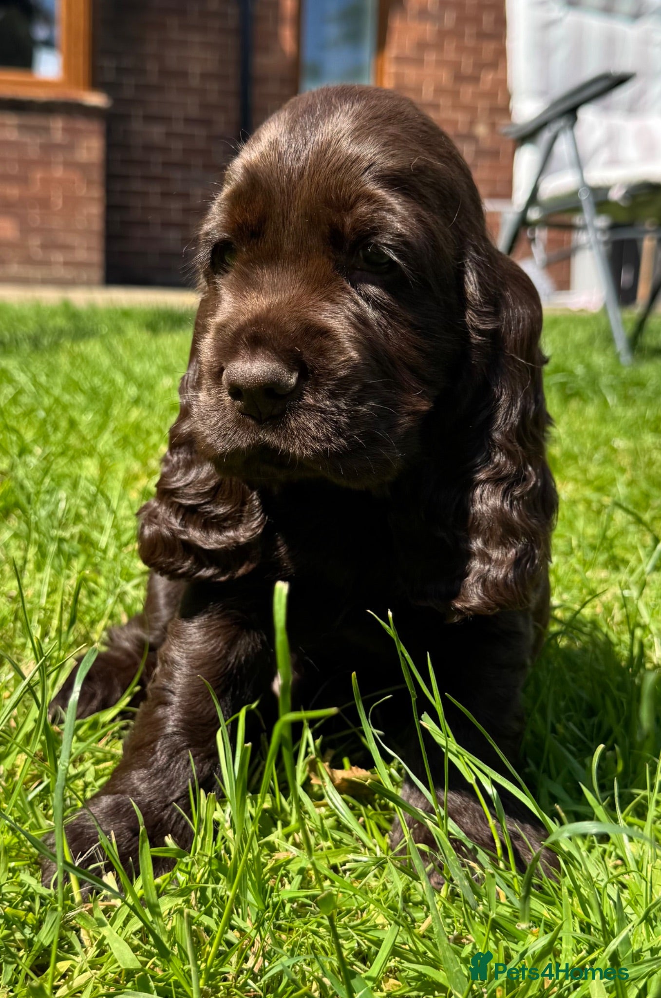 Cocker Spaniel dogs Quality Simbawood Lines TRUE Show Type Cocker  - Advert 11