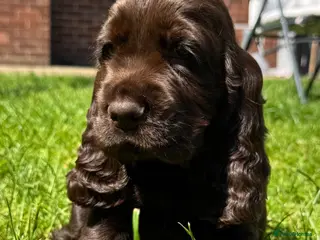 Cocker Spaniel dogs Quality Simbawood Lines TRUE Show Type Cocker - Advert 11