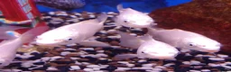 Other/Mixed Breed fish for sale: Full Aquatic Stocklist Manchester Pet's & Aquatics - Advert 3