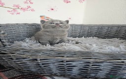 British Shorthair cats for sale: British Shorthair kittens  - Image 16