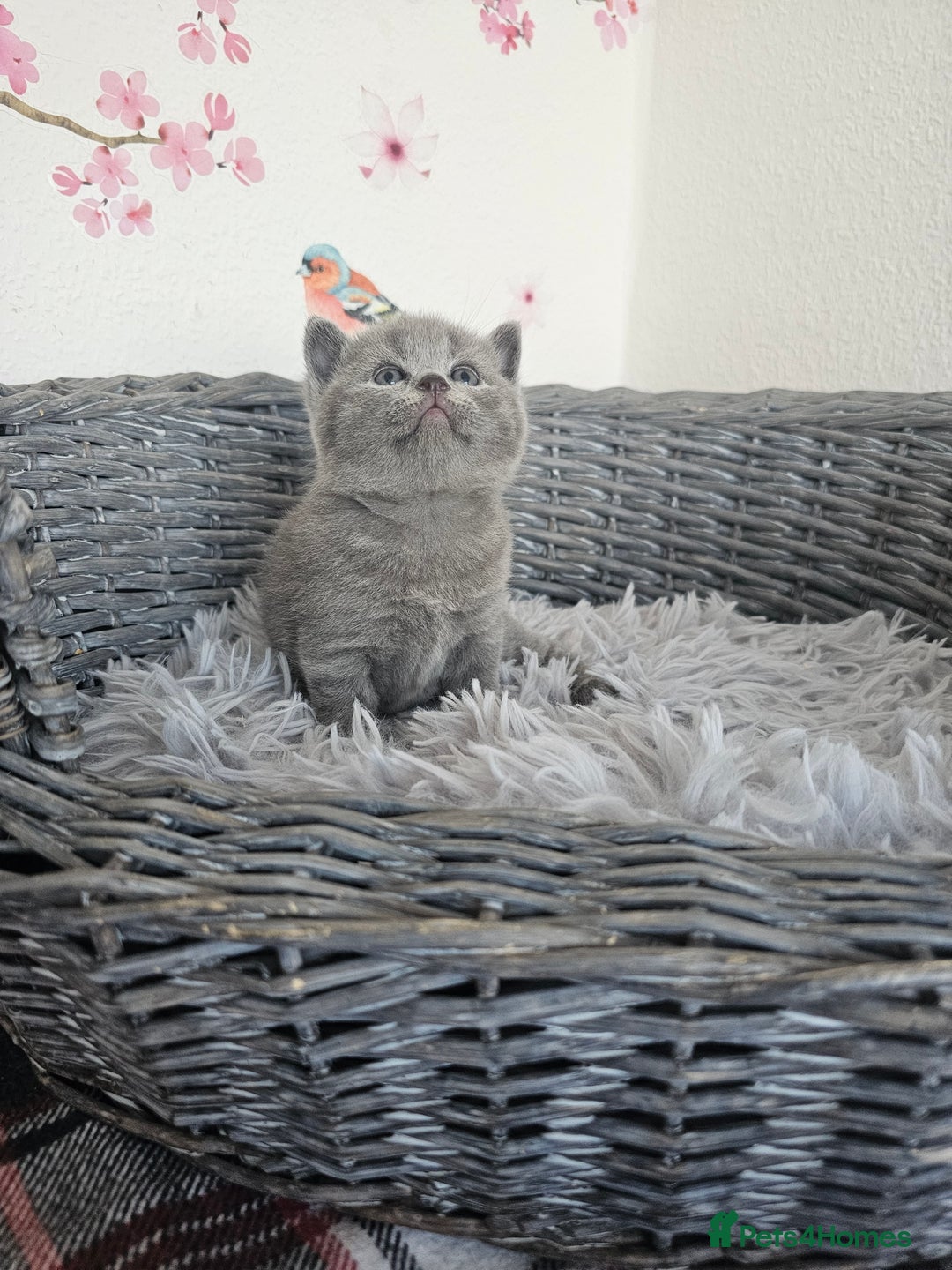 British Shorthair cats for sale: British Shorthair kittens  - Image 16