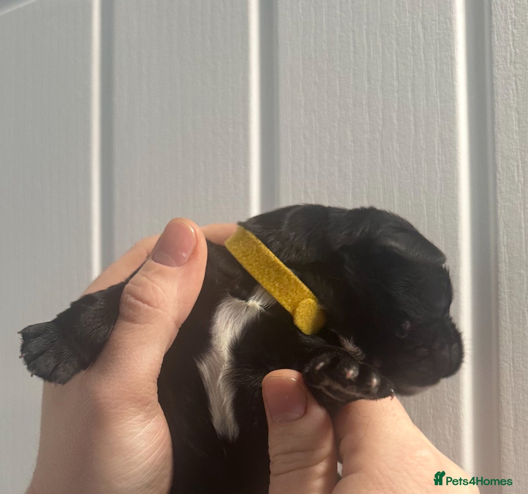 Newfoundland dogs for sale: Stunning Newfoundland Puppies Kc Reg 🐾 - Advert 9