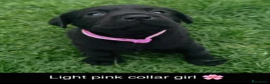 Labrador Retriever 10