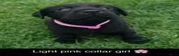 Labrador Retriever dogs for sale: Labradors from 5 Star License Breeder  - Advert 2