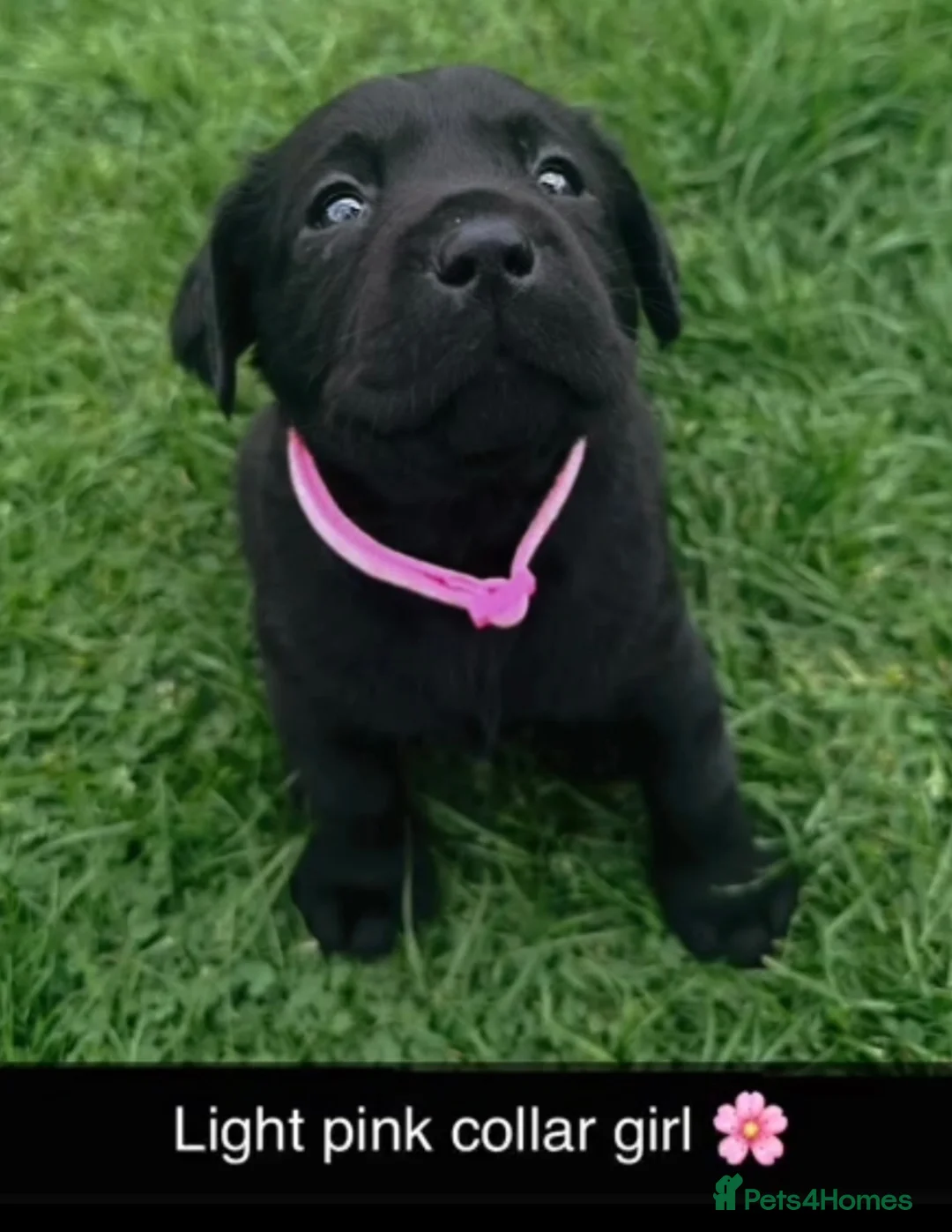 Labrador Retriever dogs for sale: Labradors from 5 Star License Breeder  - Advert 2