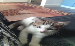 Mixed Breed cats for sale: Lovely female look for home - Image 1