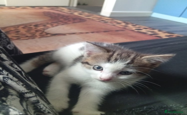 Mixed Breed cats - Advert 1
