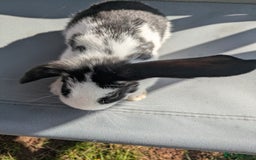 Mini Lop rabbits for sale: Beautiful mini lop bunnies 🐇🐰 - Image 9