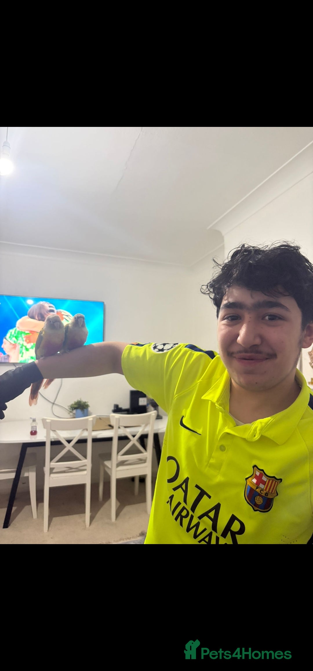 English rabbits Pineapple  - Advert 4