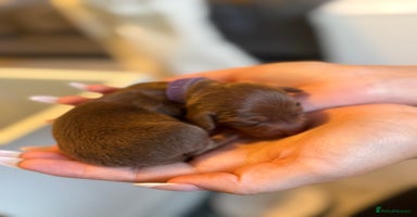 Miniature Dachshund dogs - Advert 5