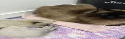 Ragdoll cats for sale: Beautiful GCCF Fluffy Ragdoll Kittens - Advert 11