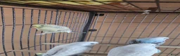 Budgerigars birds for sale: Budgie - Advert 4