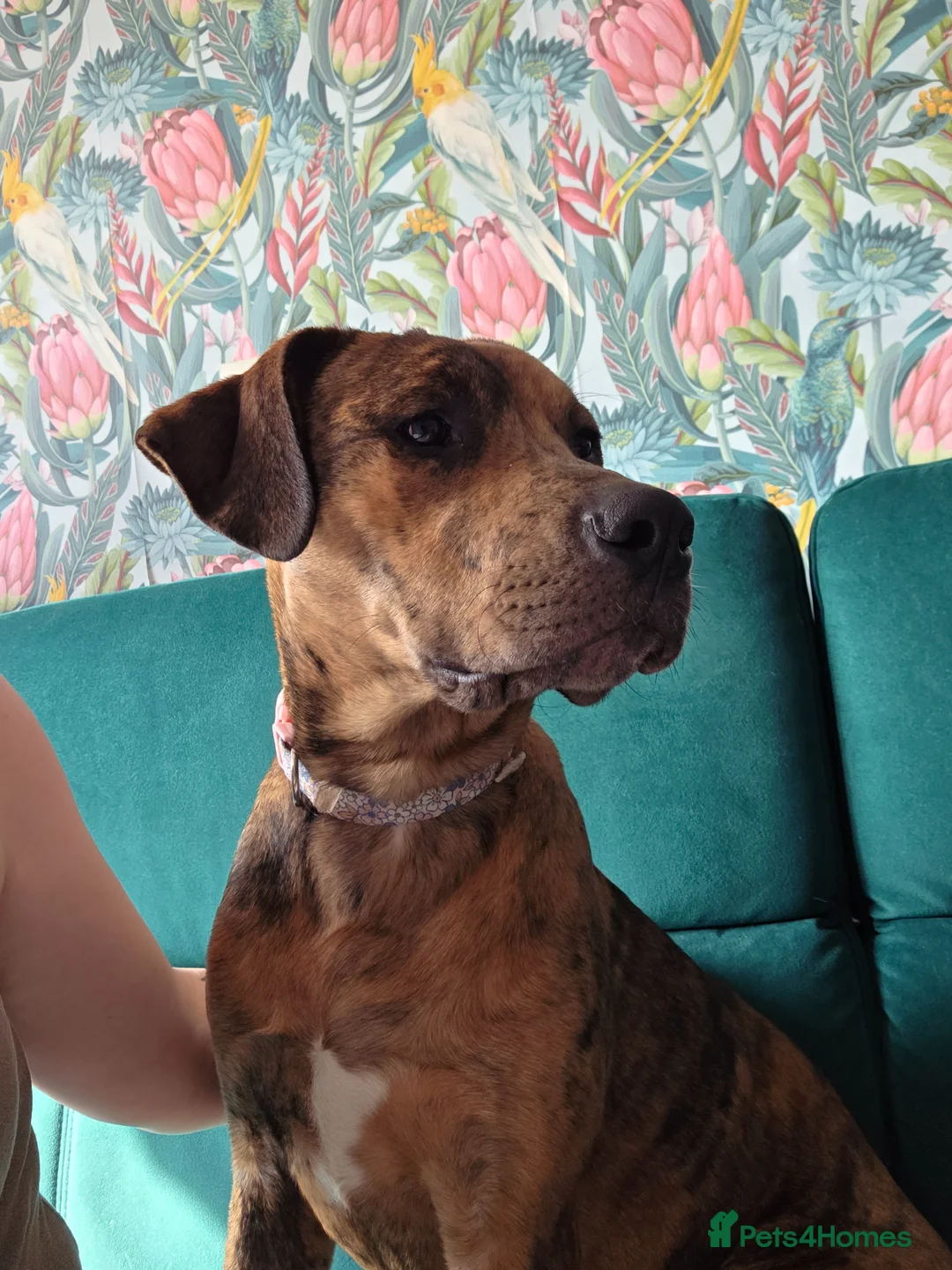 Mixed Breed dogs for sale: Beautiful girl for rehome in Hereford - Advert 2