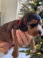 Cockapoo dogs Stunning F2 DNA health tested Cockapoo puppies - Advert 9