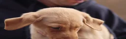 Labrador Retriever dogs for sale: KC Labrador Pups now ready to leave  - Advert 2