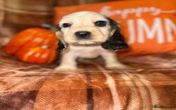 Cocker Spaniel dogs for sale: 🧡💛❤️Stunning KC Show Cocker Spaniels❤️🩷🧡 - Image 10
