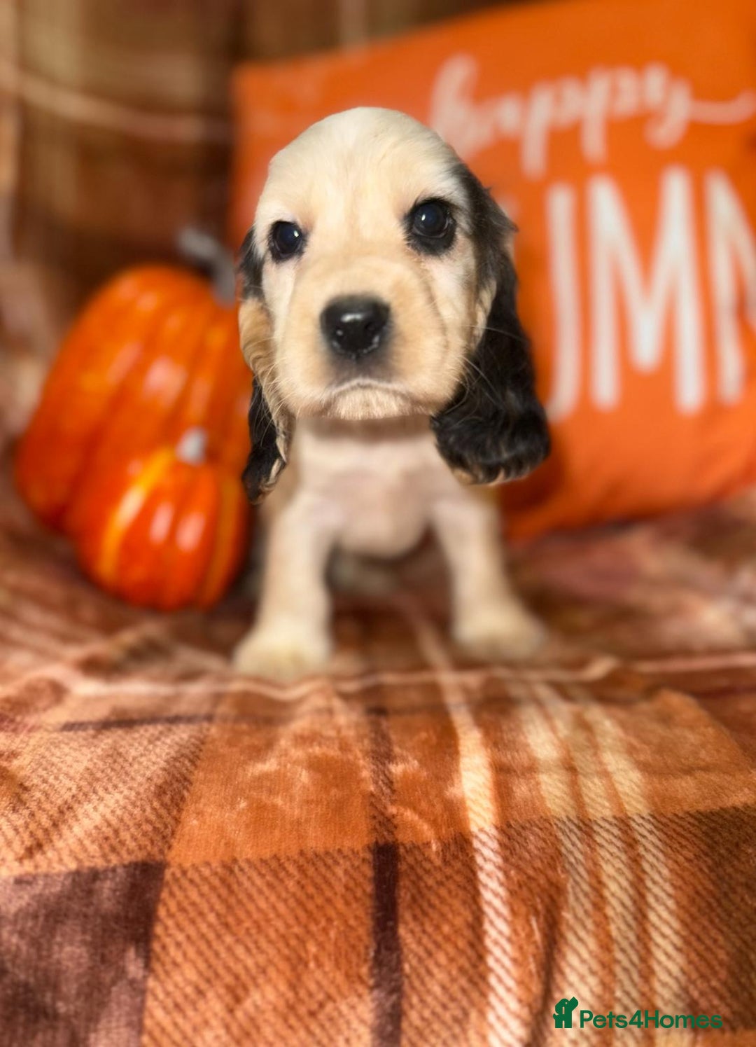 Cocker Spaniel dogs for sale: 🧡💛❤️Stunning KC Show Cocker Spaniels❤️🩷🧡 - Image 10