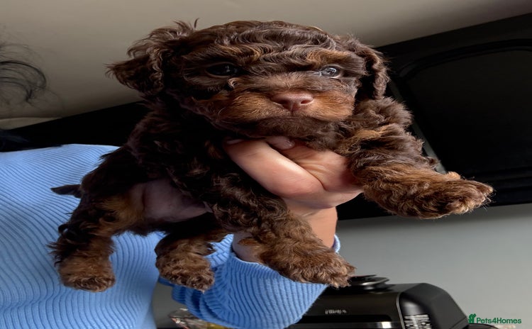 Shihpoo dogs - Advert 1