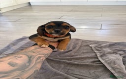 Mixed Breed dogs for sale: 🐶 Adorable 8-Week-Old Caverjack Puppies for Sale - Image 1