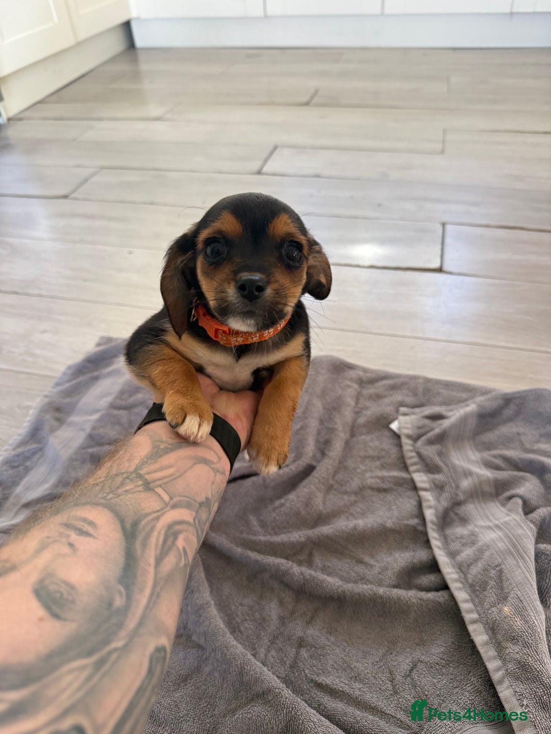Mixed Breed dogs for sale: 🐶 Adorable 8-Week-Old Caverjack Puppies for Sale - Image 1