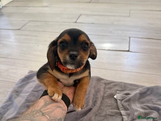 Mixed Breed dogs - Advert 4