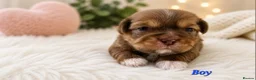 Shih Tzu dogs for sale: Chocolate Shih Tzu Puppies Ready June - Advert 9