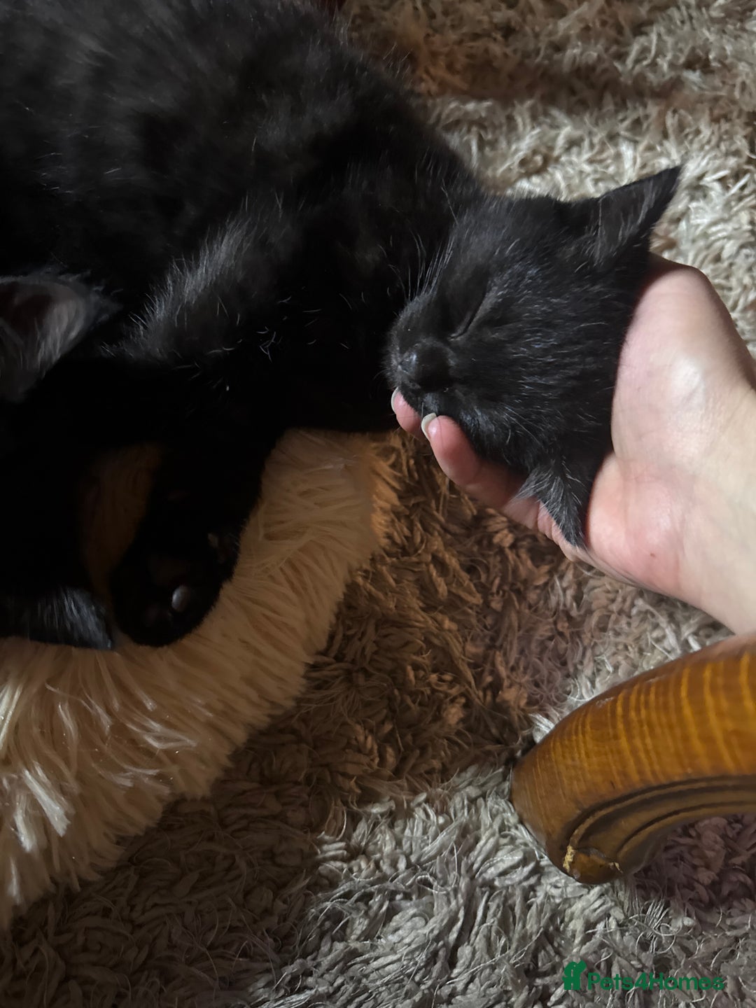 Bombay cats for sale: Black Kittens - Image 9