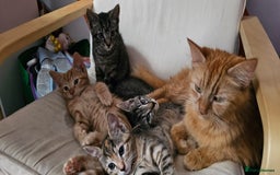 Mixed Breed cats for sale: 2 tabby males are available and ready for new home in Bristol - Image 1