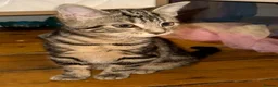 Mixed Breed cats for sale: Beautiful Tabby kitten  - Advert 2