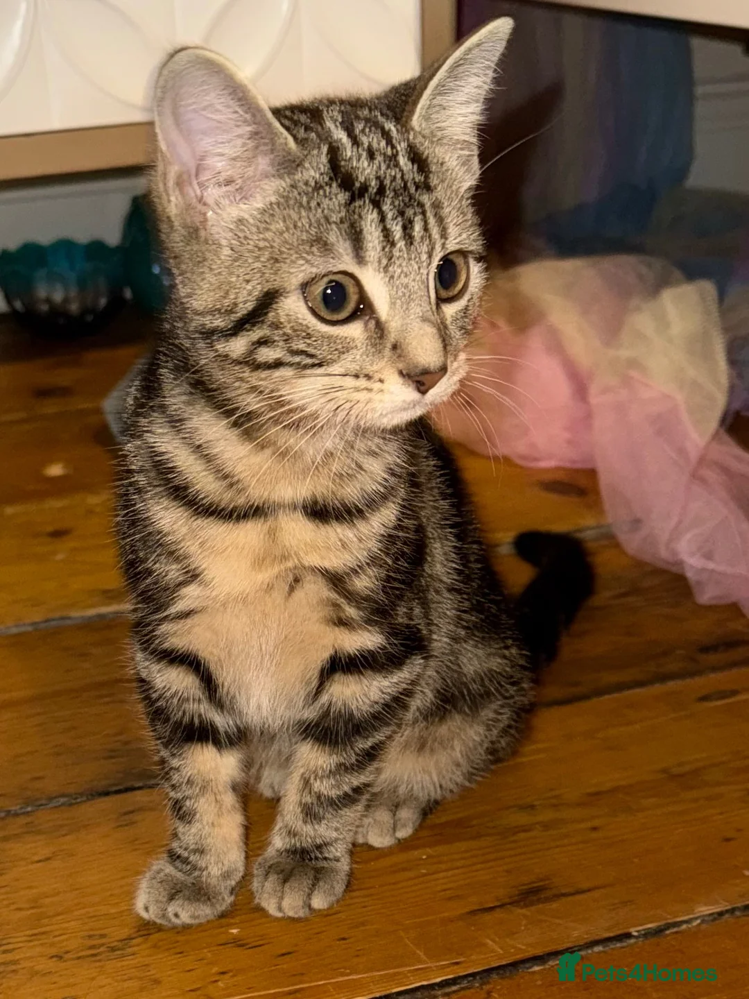 Mixed Breed cats for sale: Beautiful Tabby kitten  - Advert 2