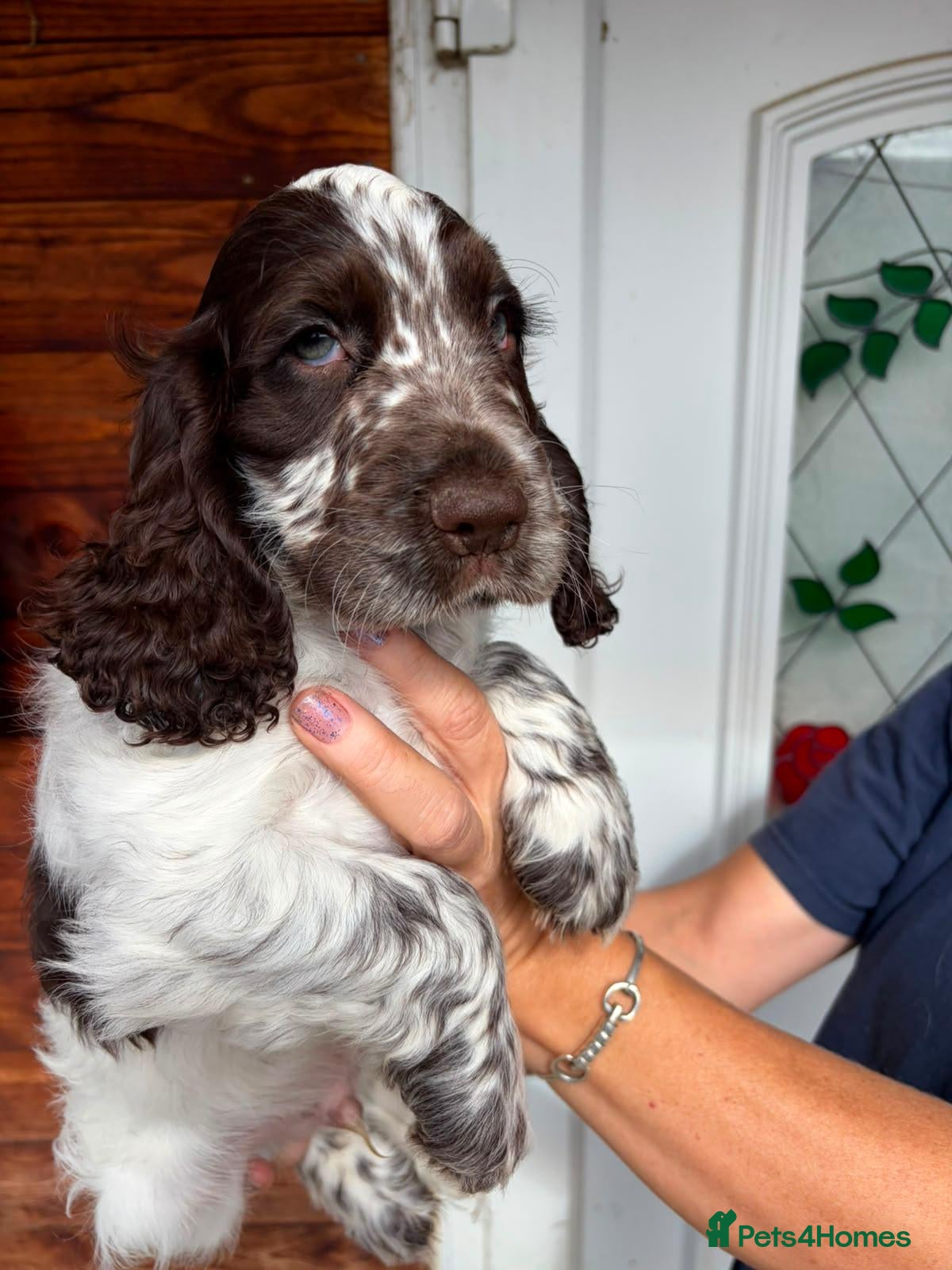 Cocker Spaniel dogs Show type cocker spaniel puppies  - Advert 14