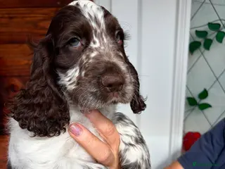 Cocker Spaniel dogs Show type cocker spaniel puppies - Advert 11