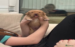 Springador dogs for sale: Labrador puppies (red/copper). Health checked.  - Image 9