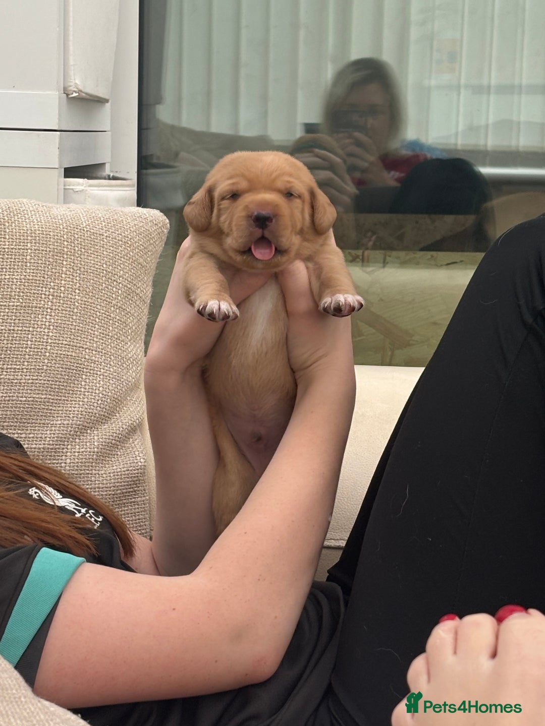 Springador dogs for sale: Labrador puppies (red/copper). Health checked.  - Image 9