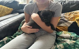 Staffordshire Bull Terrier dogs for sale: Gorgeous black brindle Staffy pups KC - Image 18