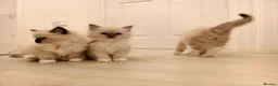 Ragdoll cats for sale: Loving Mitted Kittens – Ready for Homes - Advert 22