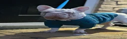 French Bulldog dogs for stud: Male pink  **  French bulldog - Advert 14