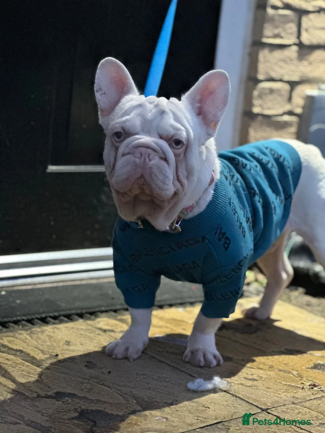 French Bulldog dogs for stud: Male pink  **  French bulldog - Advert 14