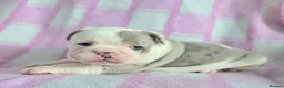 English Bulldog dogs for sale: F1 Mini bull x Kc reg English bulldog - Advert 13