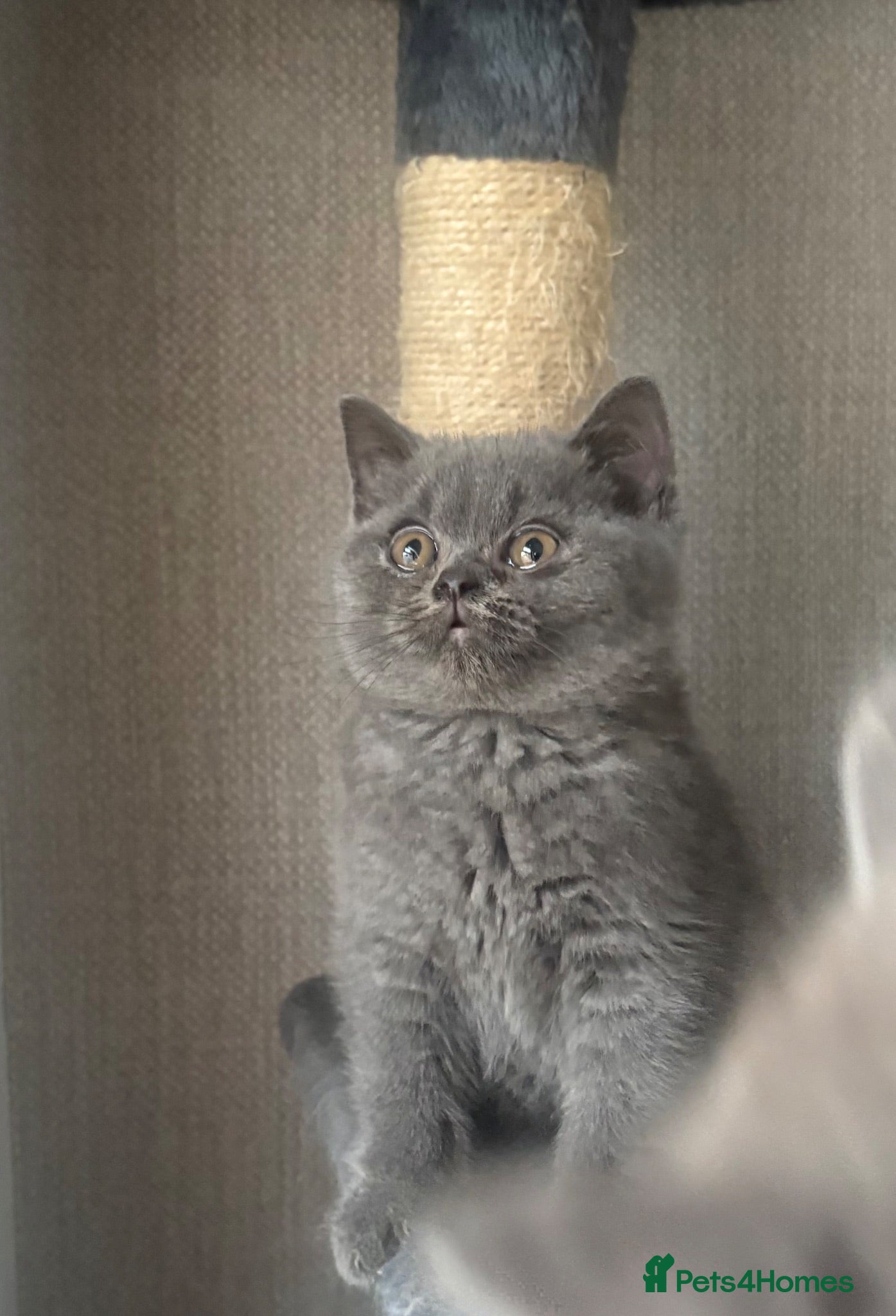 British Shorthair cats Stunning British shorthairs - champion bloodlines - Advert 4