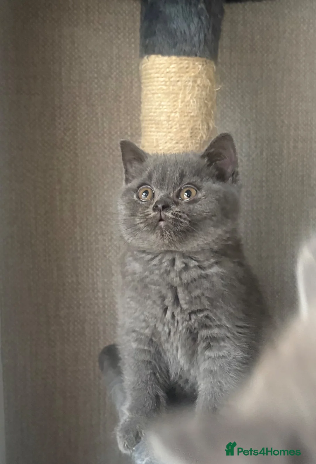 British Shorthair cats for sale: Stunning British shorthairs - champion bloodlines - Advert 1