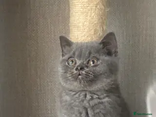 British Shorthair cats Stunning British shorthairs - champion bloodlines - Advert 18